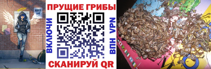 Галлюциногенные грибы Psilocybe  Сысерть 